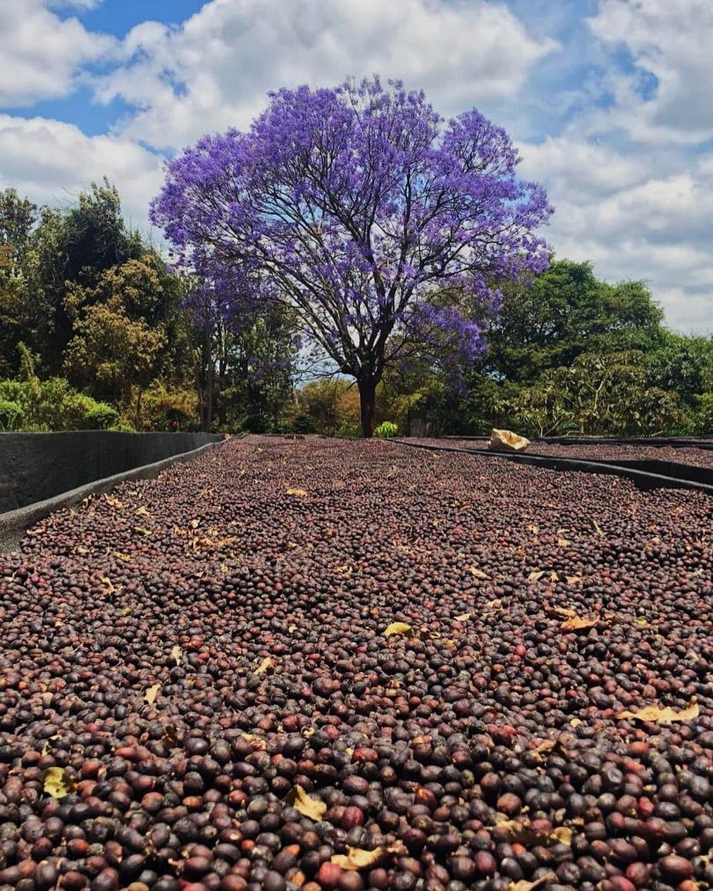 قهوه کاستاریکا تارازو - ۱۰۰ کیلوگرم